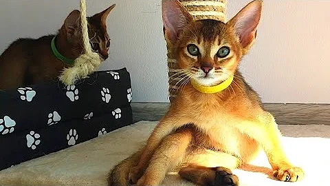 Video 3797561: cute abyssinian kitten, kitten grooming, cute kitten cleaning