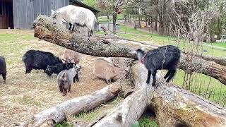 Our girls enjoying some orchard hay this morning! #goat #pygmygoat #farming #beautiful #cute