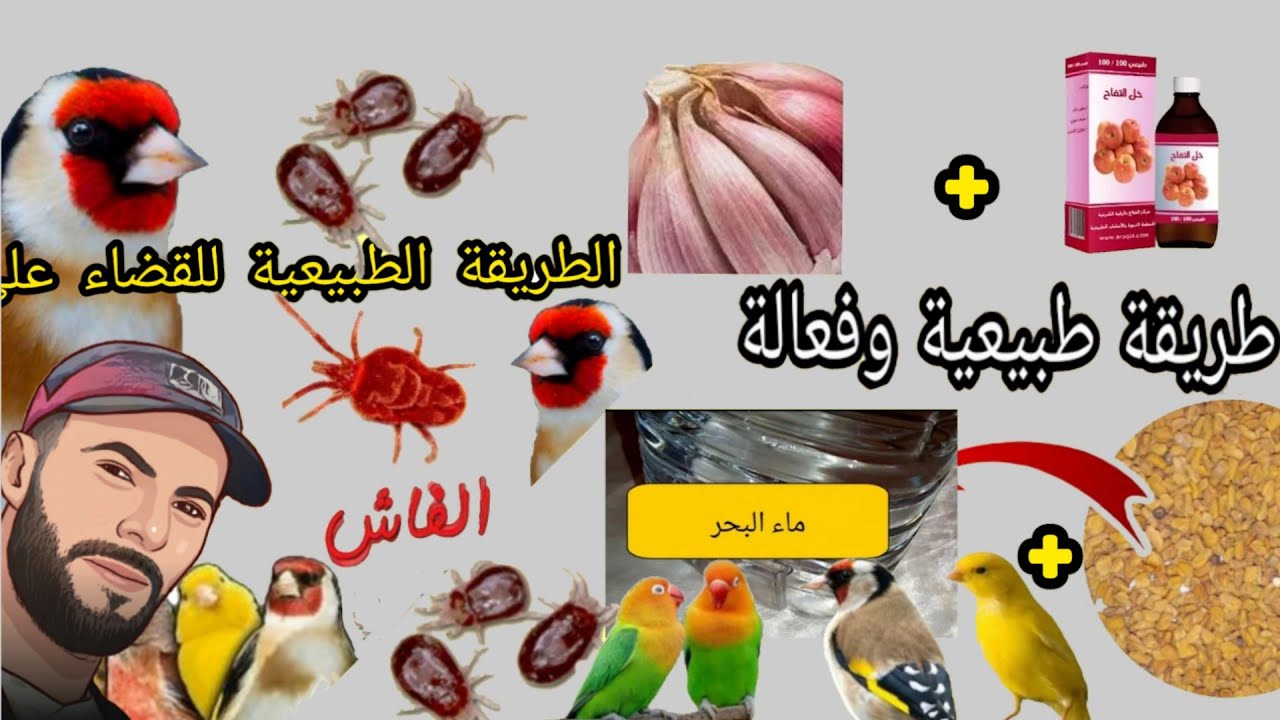 القضاء على حشرة الفاش بمواد طبيعية وفعالة مجربة 💯/💯 وعلاج الصلع