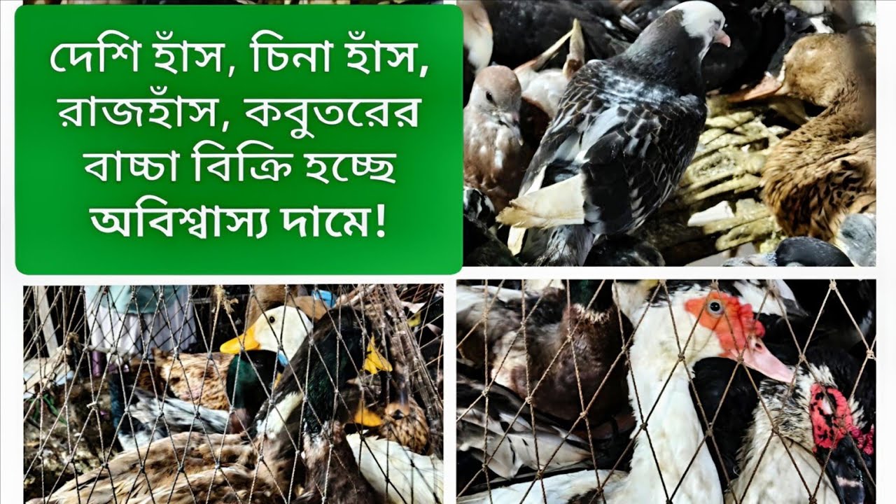 দেশি হাঁস–রাজহাঁস–কবুতরের বাচ্চা  কত দামে বিক্রি হয়? আপডেট দাম শুনে অবাক হবেন! 