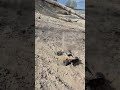 Beast Max - підйом в гору по сухому піску ⛰️ | Тест на Київському морф