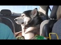 Malamute Talks When We Talk & Is Quiet When We Are Quiet!