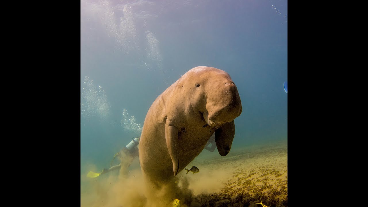 dugong diving Egypt 2017