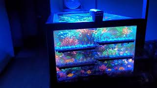 Unique coral reef tank in Korea. sps, lps & soft corals.WhiteSharkCorals.산호양식.산호수조.백상어.화이트샤크코랄즈.해수어. screenshot 3