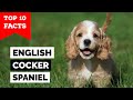 English Cocker Spaniel - Top 10 Facts