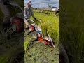 طريقة حصاد الأرز في اليبان ماكينة حصاد الأرز الآلات الزراعية Riceharvester Riceharvesting طريقة حصاد الأرز في اليبان ماكينة حصاد الأرز الآلات الزراعية Riceharvester Riceharvesting