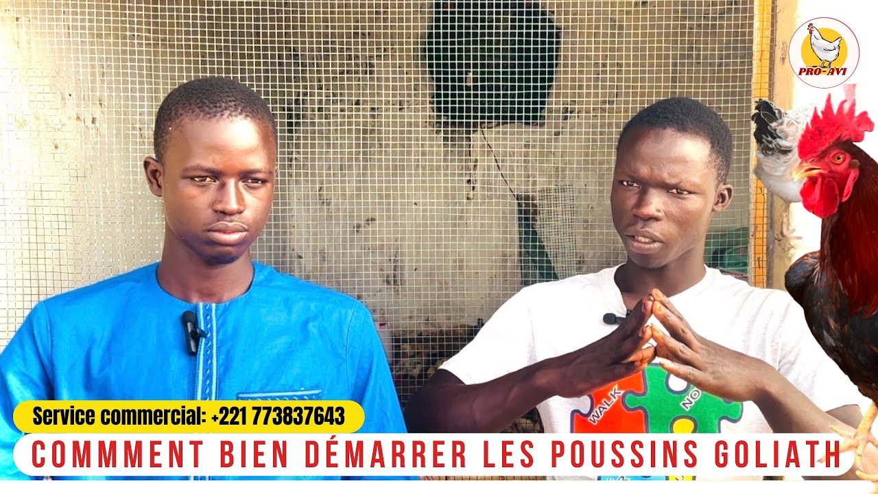 Les secrets du démarrage des poussins Goliath d’un jour pour……