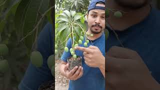 🍋 दुनिया का सबसे छोटा आम 🥭😂 | Funny Mango Sweet Moments | Desi Mango #shorts #shortsfeed #trending