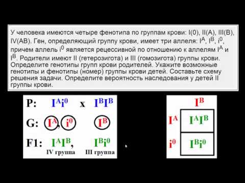 Второй фенотип группы крови