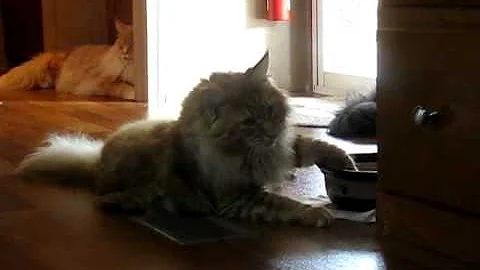 Video 1973261: coon cat drinking water, maine coon cat drinking