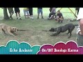 Andante Bandog "Tug of War" on the Andante Bandog Family meeting in Slovakia🇸🇰 #andantebandog