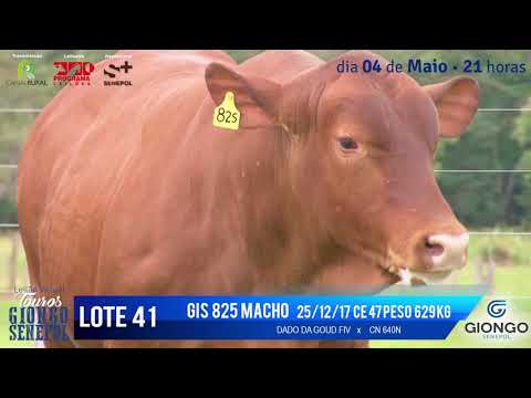 LOTE 41 GIS 825