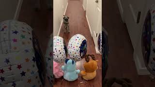 Brunos 13th Birthday #Schnauzer ￼#minischnauzer #dogshorts #Schnauzerlove