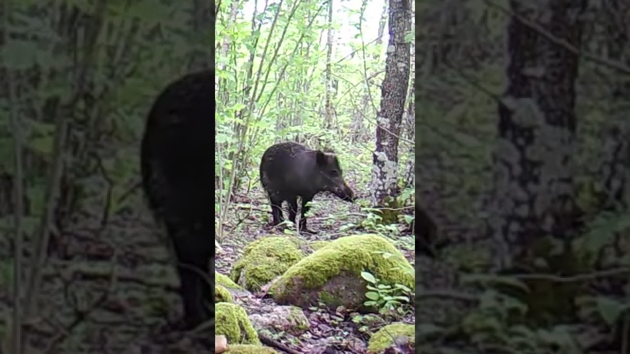 Metssiga (Sus scrofa; Wild boar)