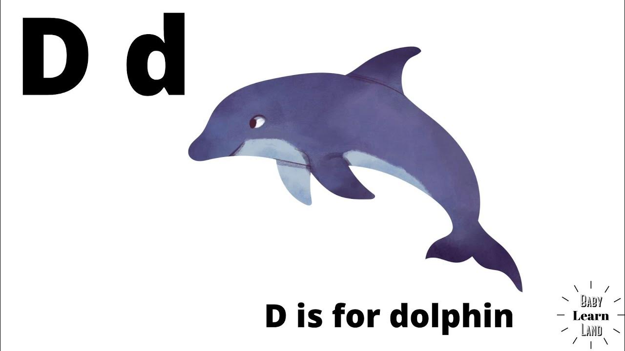 Английский про дельфинов. Дельфин карточка на английском. Буква Дельфин. Буква д - Дельфин. Карточка по английскому Дельфин.