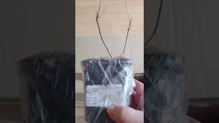 РАСПАКОВКА!! НОВЫЕ СОРТА МЕТЕЛЬЧАТЫХ ГОРТЕНЗИЙ, КОТОРЫЕ Я КУПИЛА