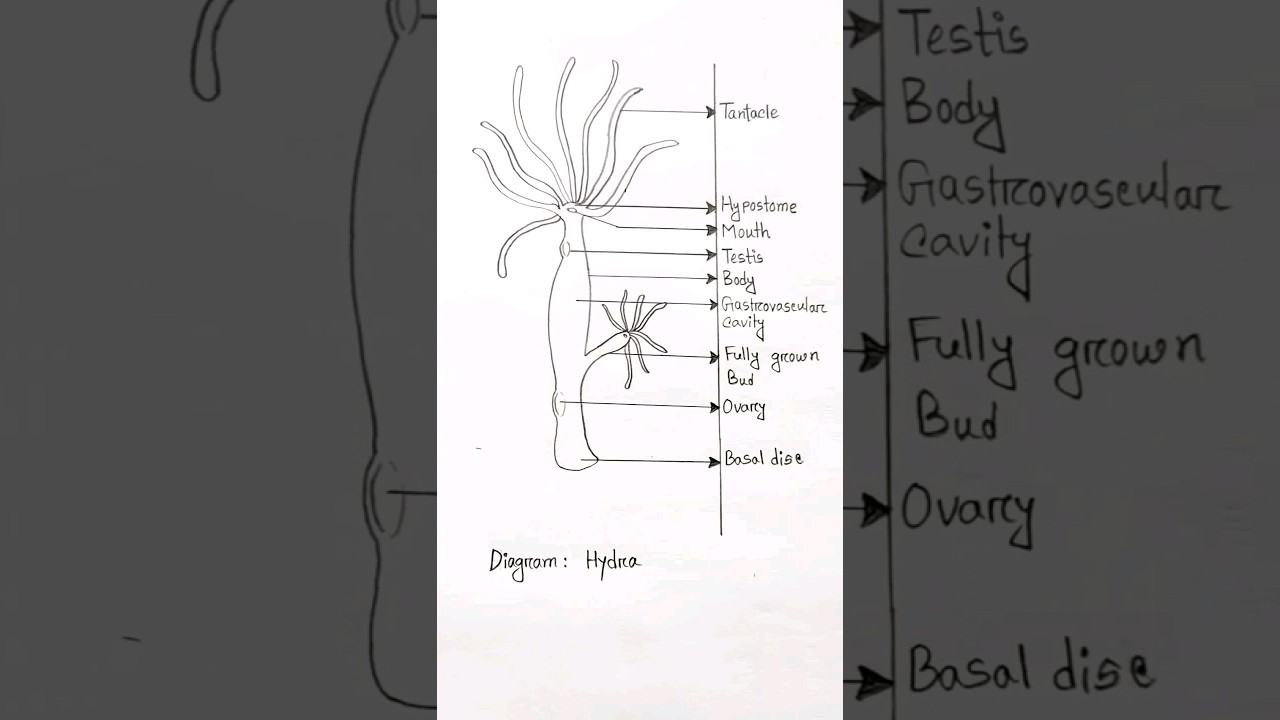 Hydra Of Lerna PNG Transparent Images Free Download | Vector Files | Pngtree