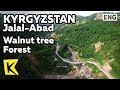 【K】Kyrgyzstan Travel-Jalal Abad[키르기스스탄 여행-잘랄아바드]세계 최대 야생 호두나무 숲/Walnut tree/Forest