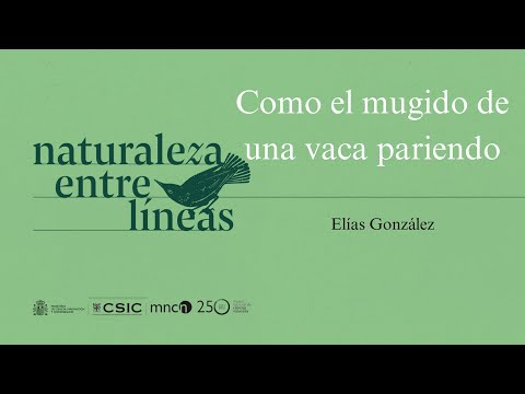 'Como el mugido de una vaca pariendo' - Elías González