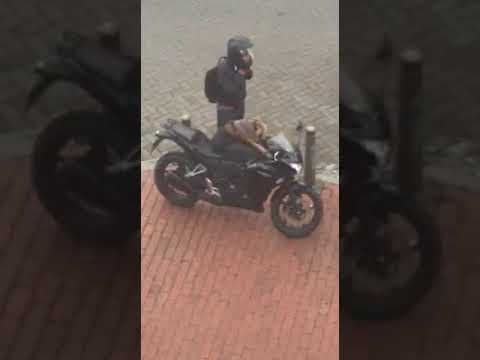 Hombre acicala a su perro antes de viajar en moto