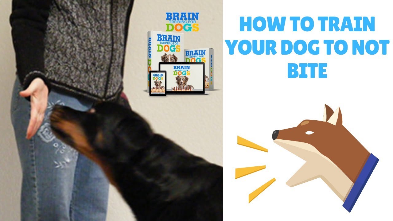 How to train your dog to not bite