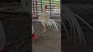 មាន់ជល់ល្អៗ #មាន់ #មាន់ជល់ផ្លែកាំបិត #មាន់ជល់ខ្នាយដែក #មាន់ជល់ #មាន់ជល់ផ្សាយផ្ទាល់