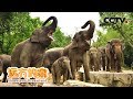 《远方的家》国家公园（4） 西双版纳 热带雨林：大象的家  20180820 | CCTV中文国际