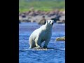 In the Arctic, every hunt is survival. #animals #animalwildlife #artic #polarbear #belugawhales #fyp