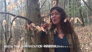 Tree Identification | Beech Tree ID | Wild Abundance