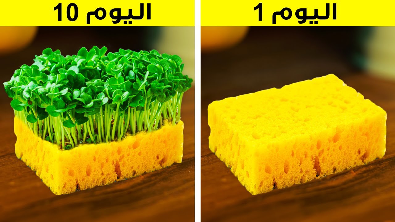 حيل ذكية لزراعة نباتاتك الخاصة || حيل للبستنة خاصة بالمبتدئين