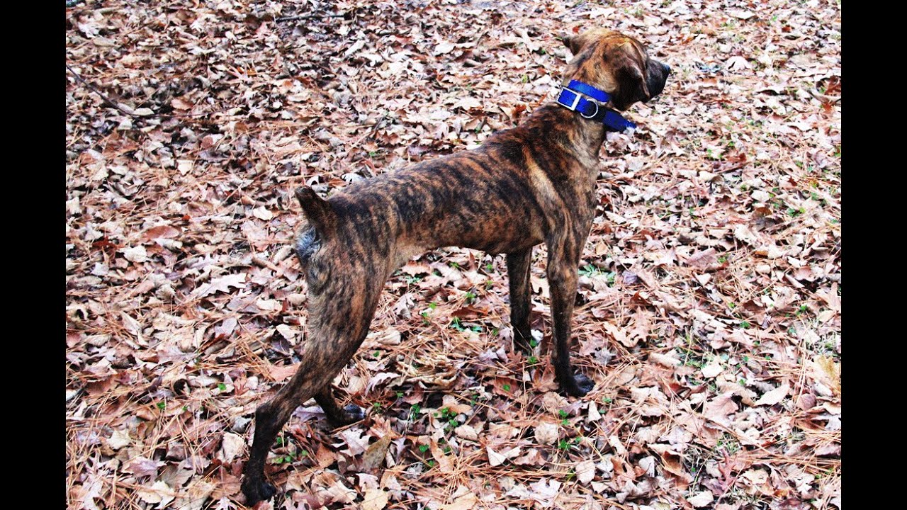 mountain cur squirrel dogs for sale