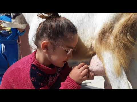 KECI EMEN COCUK ÇOK MUTLU.