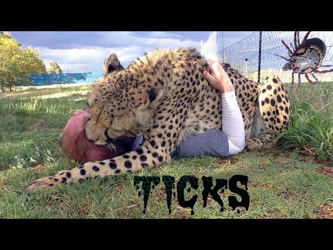 cheetahs-get-ticks-too-|-man-pulls-parasites-off-big-cat-by-hand-&-veterinarian-pet-store-toy-tool