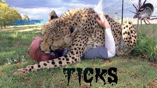 Cheetahs Get Ticks Too | Man Pulls Parasites Off BIG CAT By Hand & Veterinarian Pet Store Toy Tool