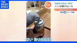 「1.5倍ぐらい美味しく感じる」 ヨウムのクルミちゃん1歳　飼い主もメロメロの特技｜TBS NEWS DIG