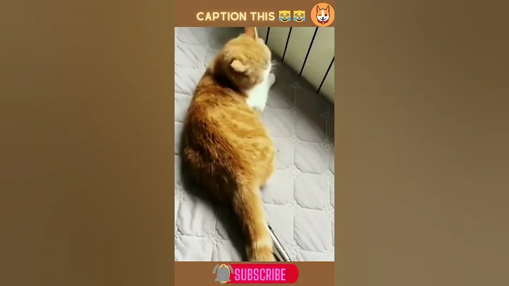 Video 11799281: laugh cats dogs funny, amazing baby cat