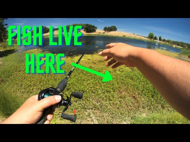 Punching the California Delta. This is how you catch big bass with