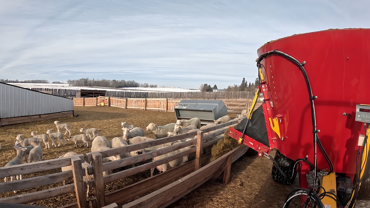 Ewes Without Milk | Keeping Lambs Warm!