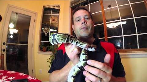 Stuck Eye Scale Removal