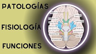 Pares craneales, resumen de su fisiología