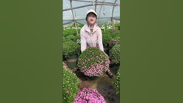 Những màu mới độc lạ của cúc mâm xôi hàn quốc tết 2024 - 0988000395