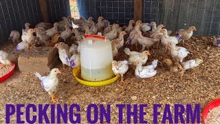 How to stop pecking on your poultry farm .