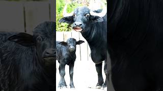 Httpsyoutubecomshortsuc9khd5mlsisixy39mwn9ybaffalo comedy Hai tarndeng cow