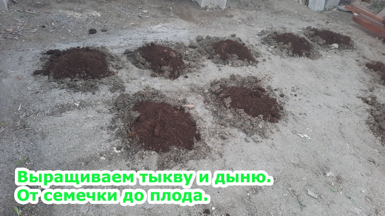 Посадка и формирование дыни и тыквы. Выращивание тыквы и дыни от семян ...