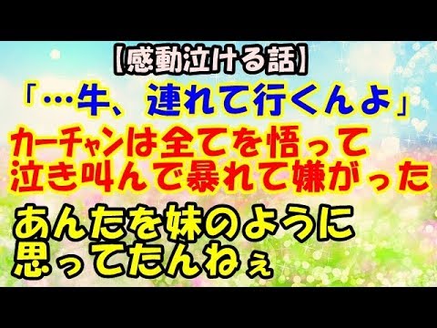【感動泣ける話 動物】「・・・牛、連れて行くんよ」ｶｰﾁｬﾝは全てを悟って泣き叫んで暴れて嫌がった。あんたを妹のように