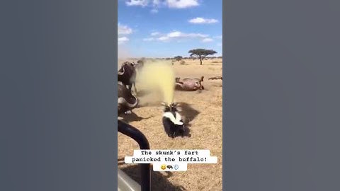 🦨 The American Skunk’s Mega Fart Sent the Buffalo Herd Into Chaos! 💨
