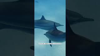 #15 Dolphin Communication Clicks &amp; Whistles #ocean #animal #discovery #discoverychannel #animals