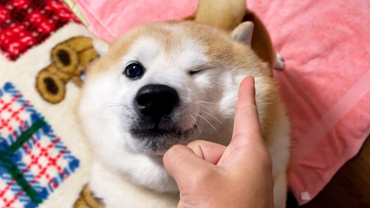 mayuppe　柴犬 During the reunion, the excited Shibe was handled with one finger