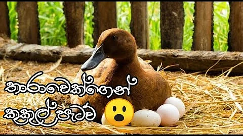 DUCK'S ROOSTER CHICKS/ THARAWAGE KUKUL PATAW/ ANIMAL LIFE