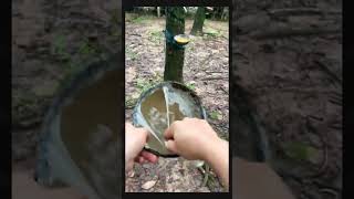 طريقة جمع المطاط الطبيعي من الأشجار 🌳 الصوت #يسرسح The way of collecting natural rubber from trees